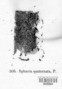 Eutypella quaternata image